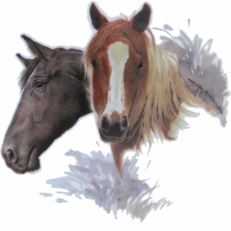 Motiv Pferdeportrait Haflinger und Rappe für Porzellan