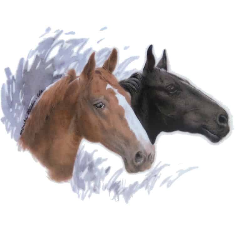 Motiv Pferdeportrait Schwarzer und Brauner für Porzellan
