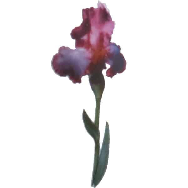 Lila Iris ist eine moderne Gartenblume