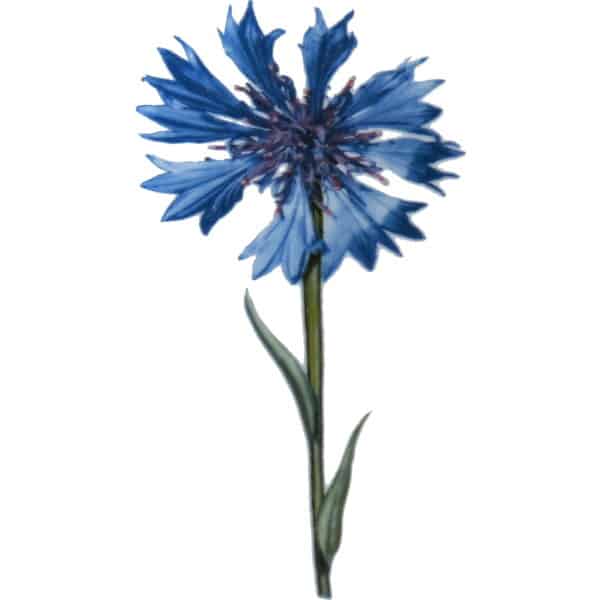 Lila Iris ist eine moderne Gartenblume