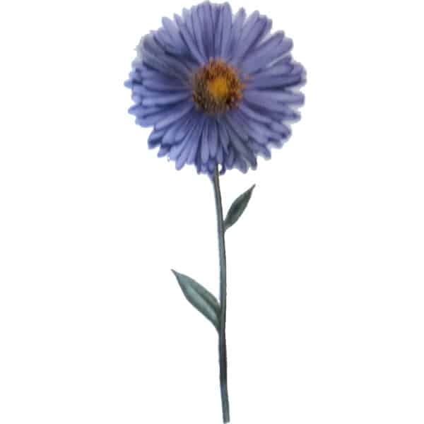 Morderne blaue Aster Gartenblume