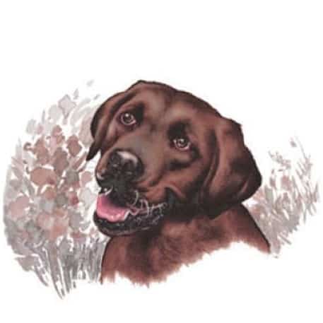 Motiv Hundeportrait brauner Labrador auf Porzellan