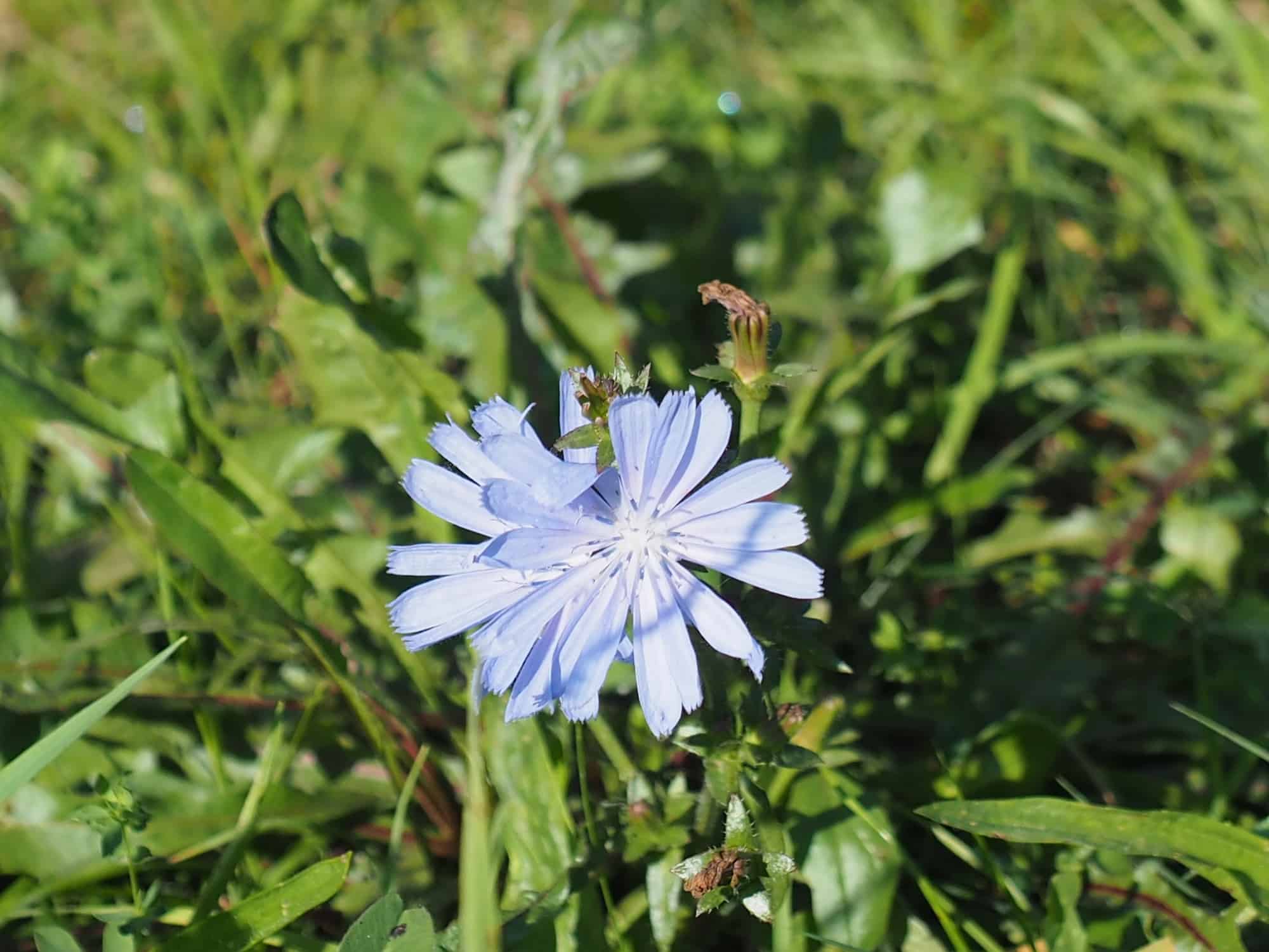 Blaublühnede Wegwarte auch Zichorie genannt - der Wurzelstock ist Chicoree