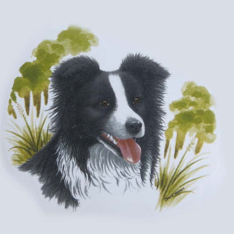 Hundemotiv Bordercollie