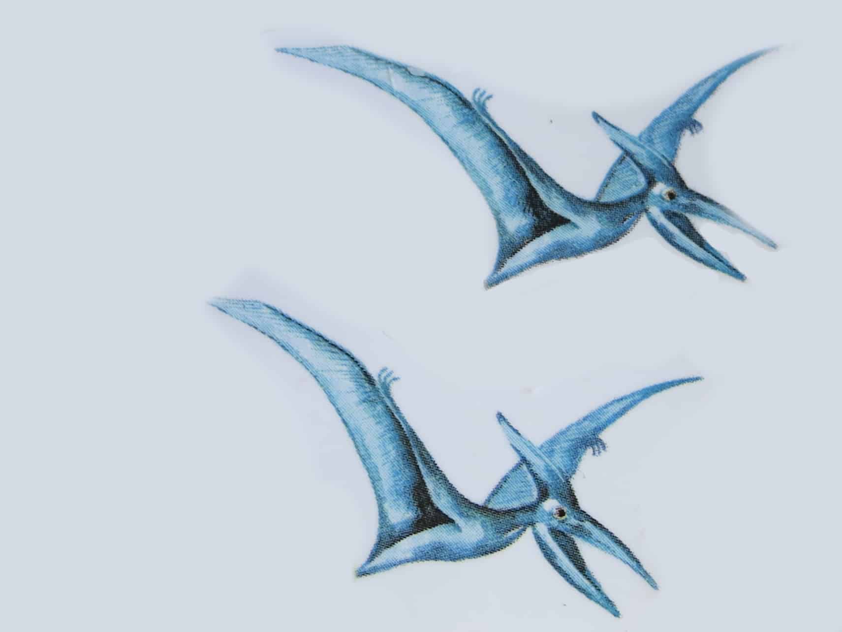 Pterodactylus Flugsaurier