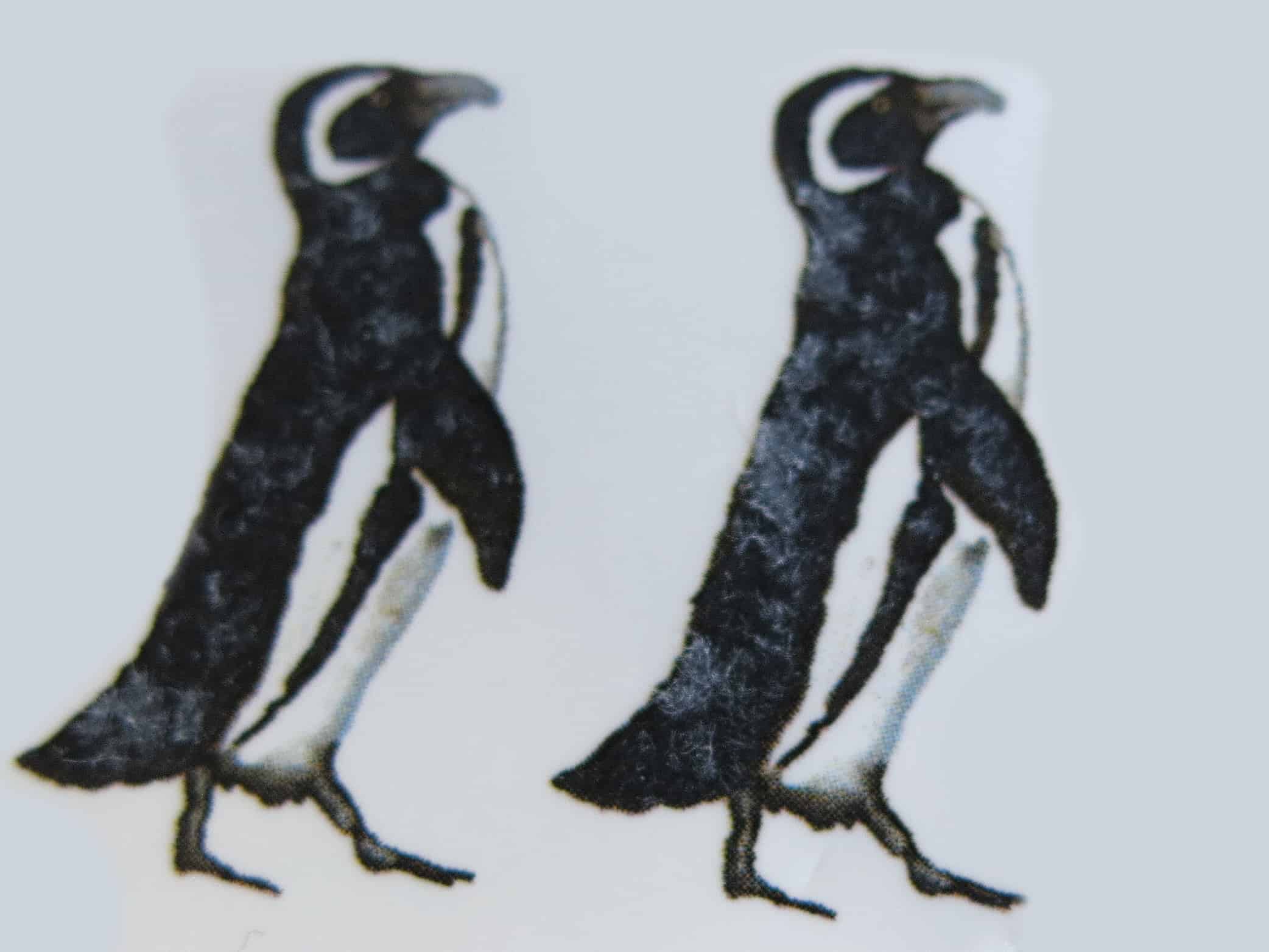 Magellanpinguine motiv