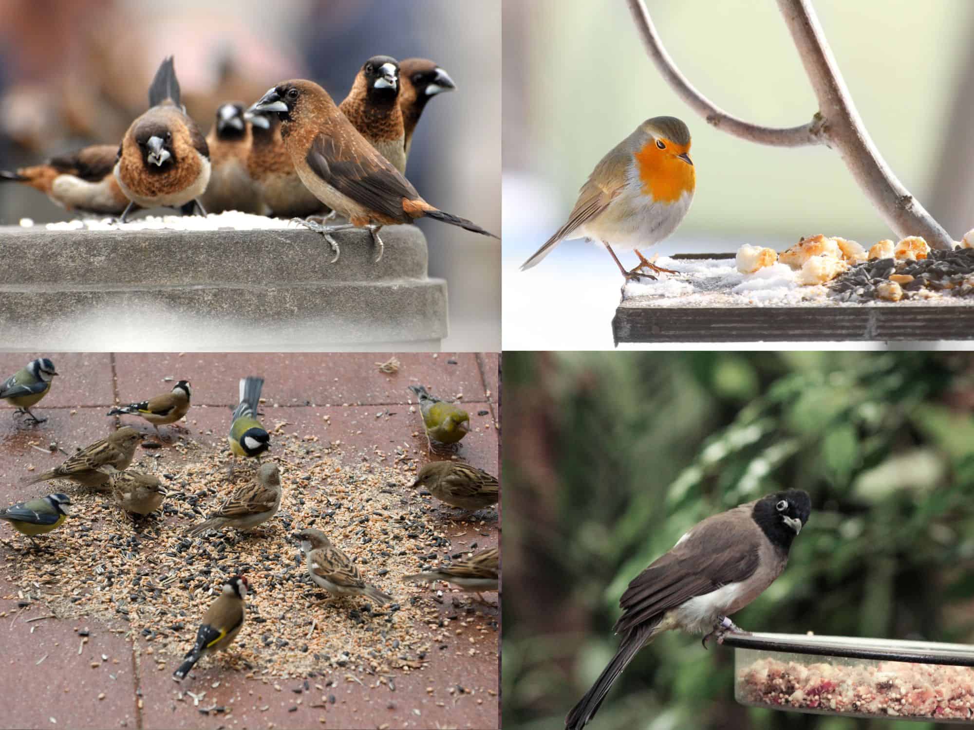 Vögel füttern Futtertisch oder am Boden - wird gut angenommen