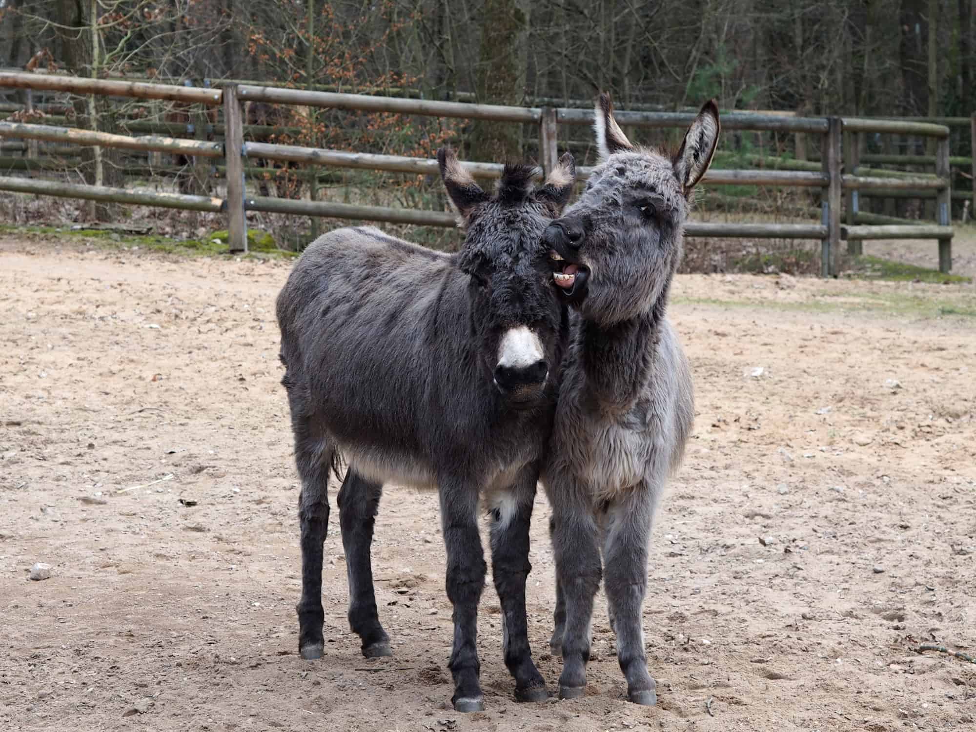 Hausesel im Tiergarten Nürnberg 1