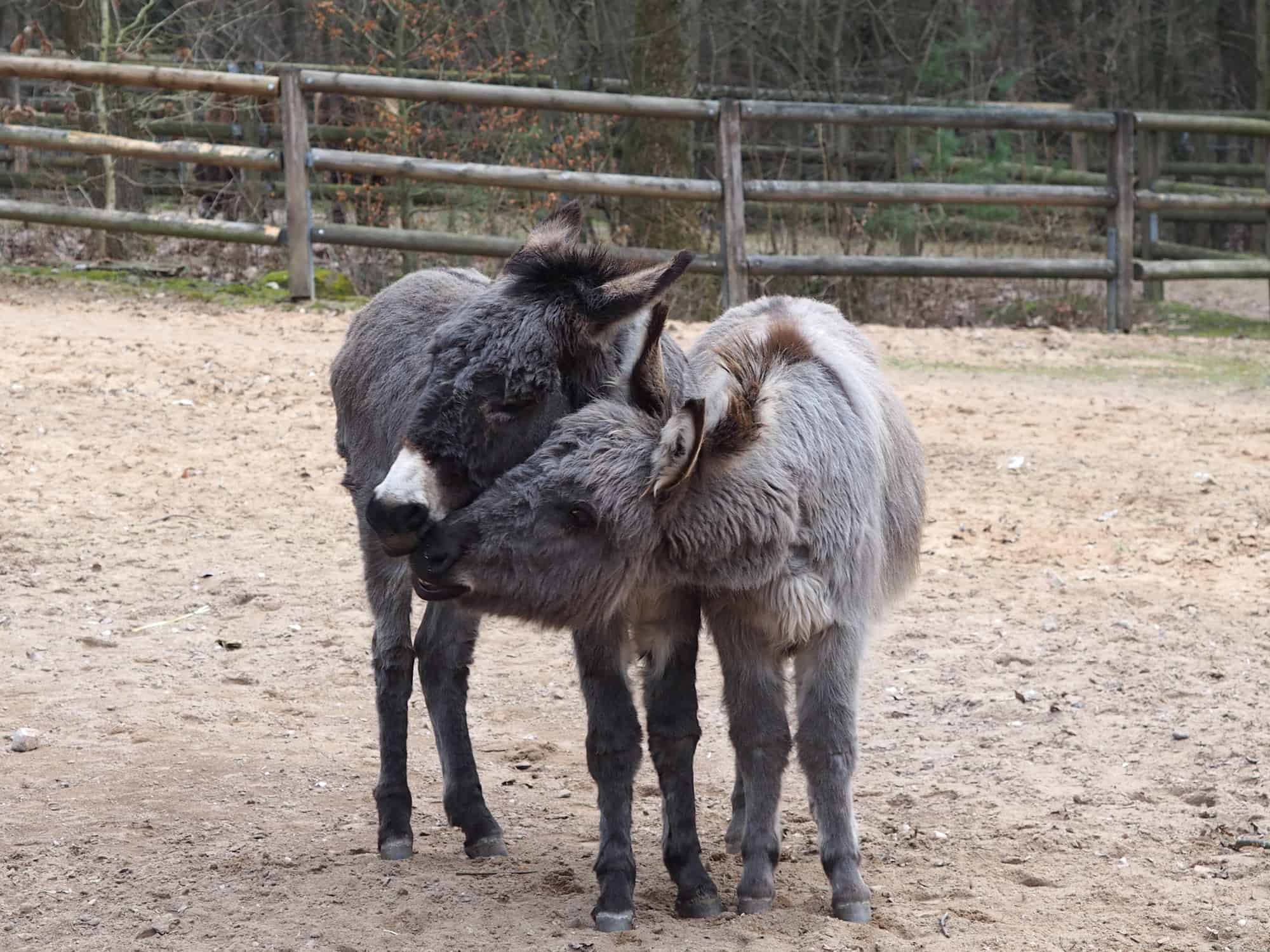 Hausesel im Tiergarten Nürnberg 2