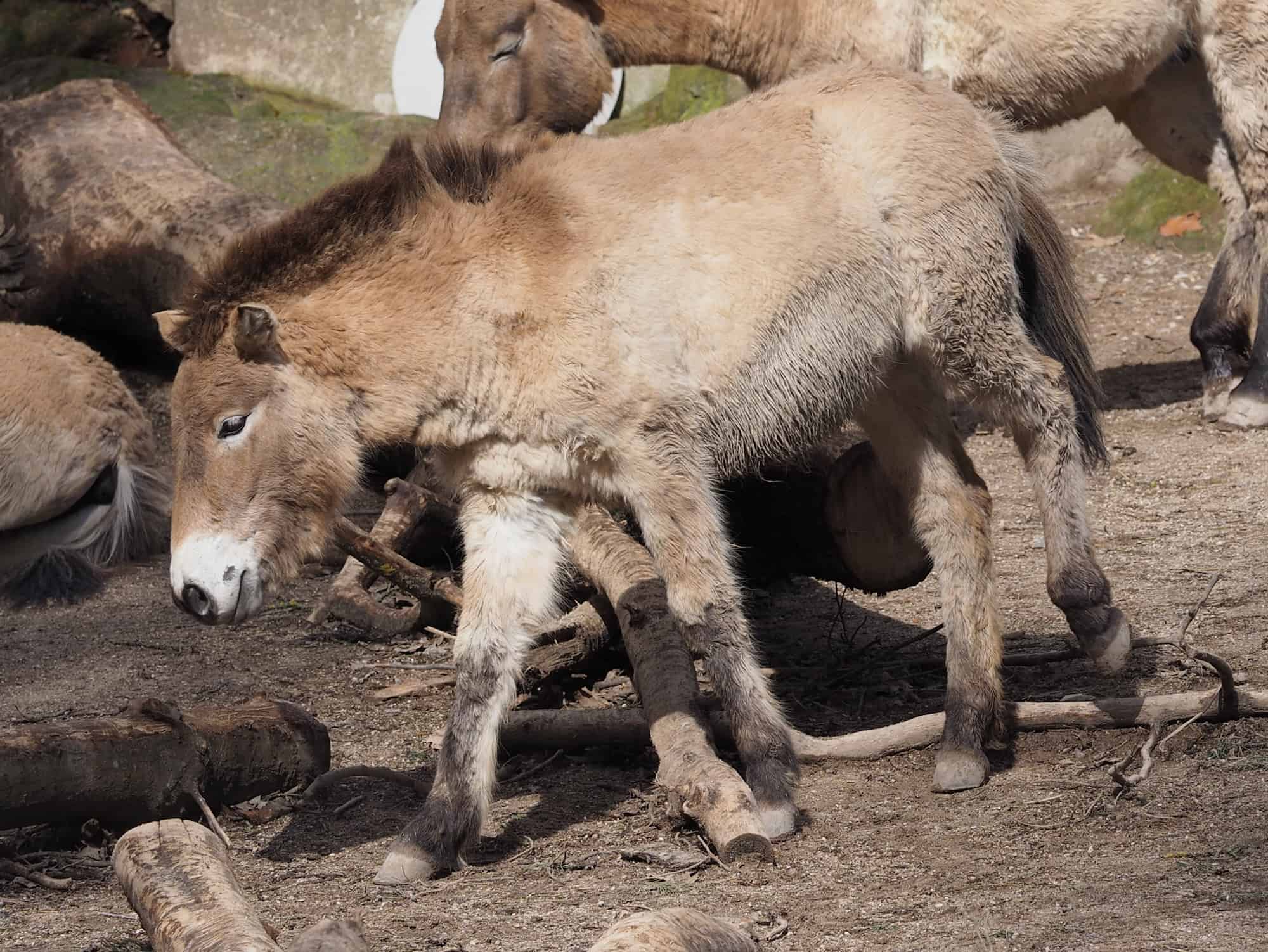 Przewalski Pferd