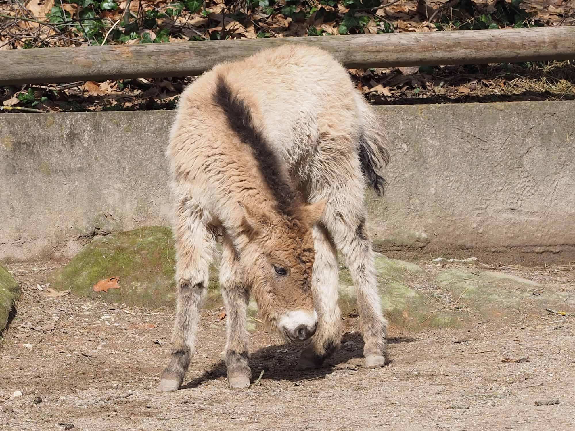 Przewalski Pferde Fohlen alleine 2