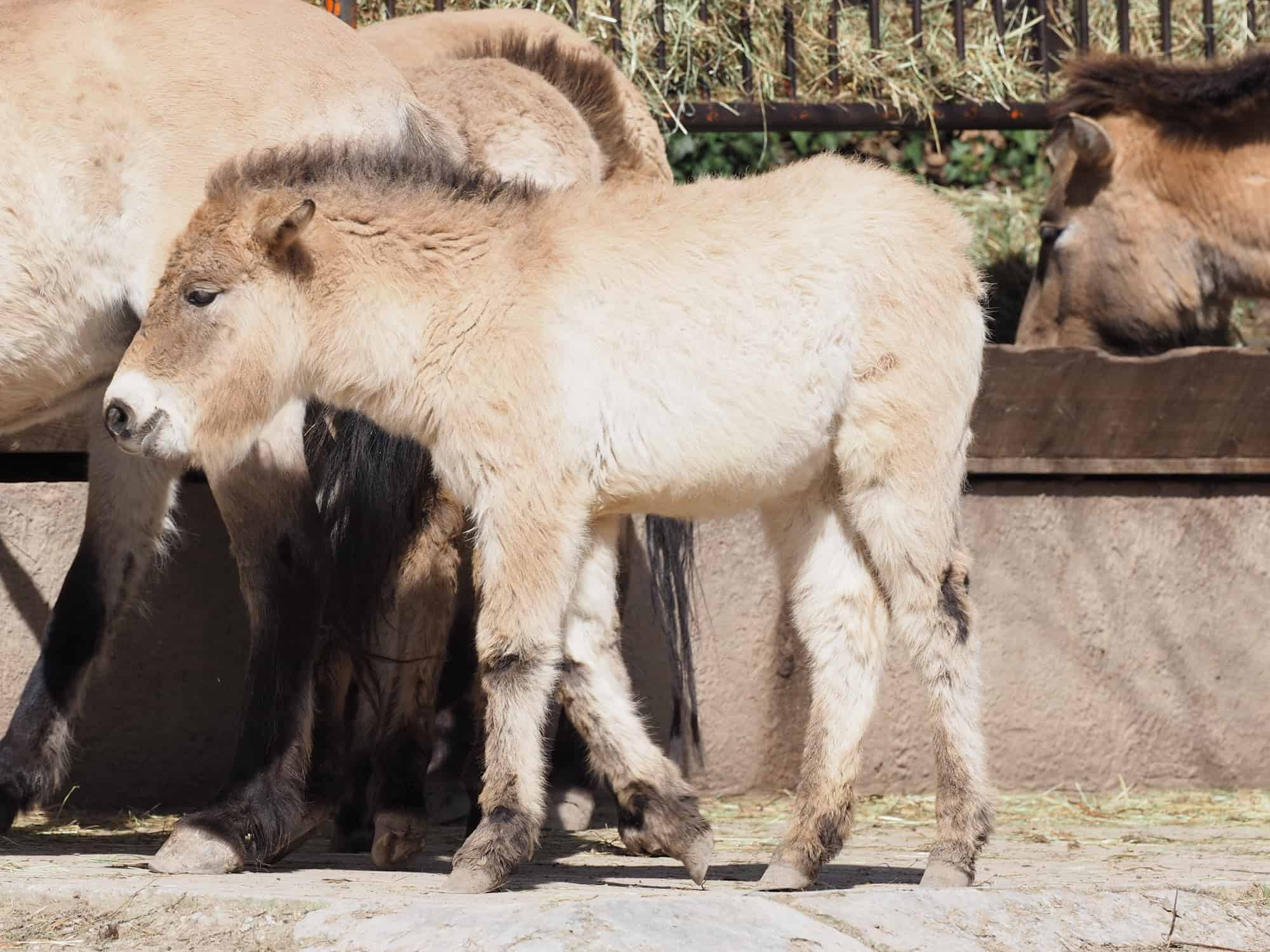 Przewalski Pferde Fohlen